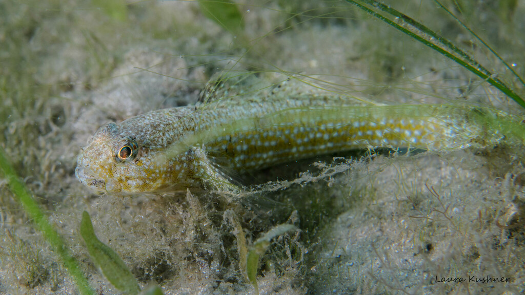 Notchtongue goby (Bathygobius curacao) — Gobiidae