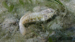 Notchtongue Goby photo 3