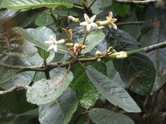 Ladenbergia macrocarpa
