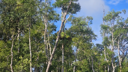 Image of Platycerium coronarium by no rights reserved