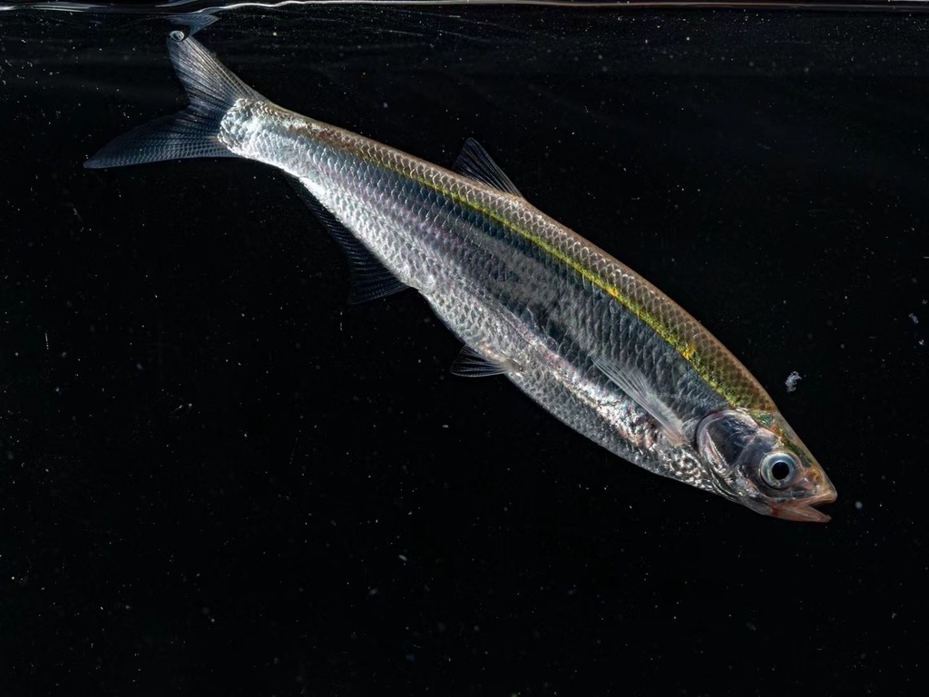 Sharpbelly (Pseudolaubuca sinensis) — Cyprinidae