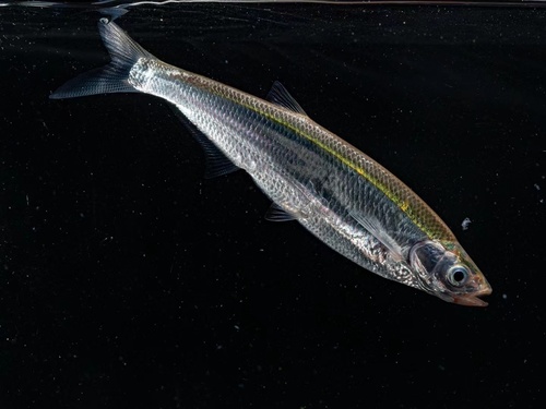 Chinese sabelvis (Pseudolaubuca sinensis) — Cyprinidae
