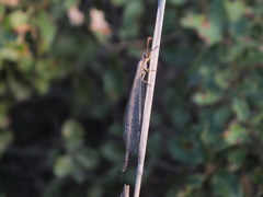 Macronemurus appendiculatus