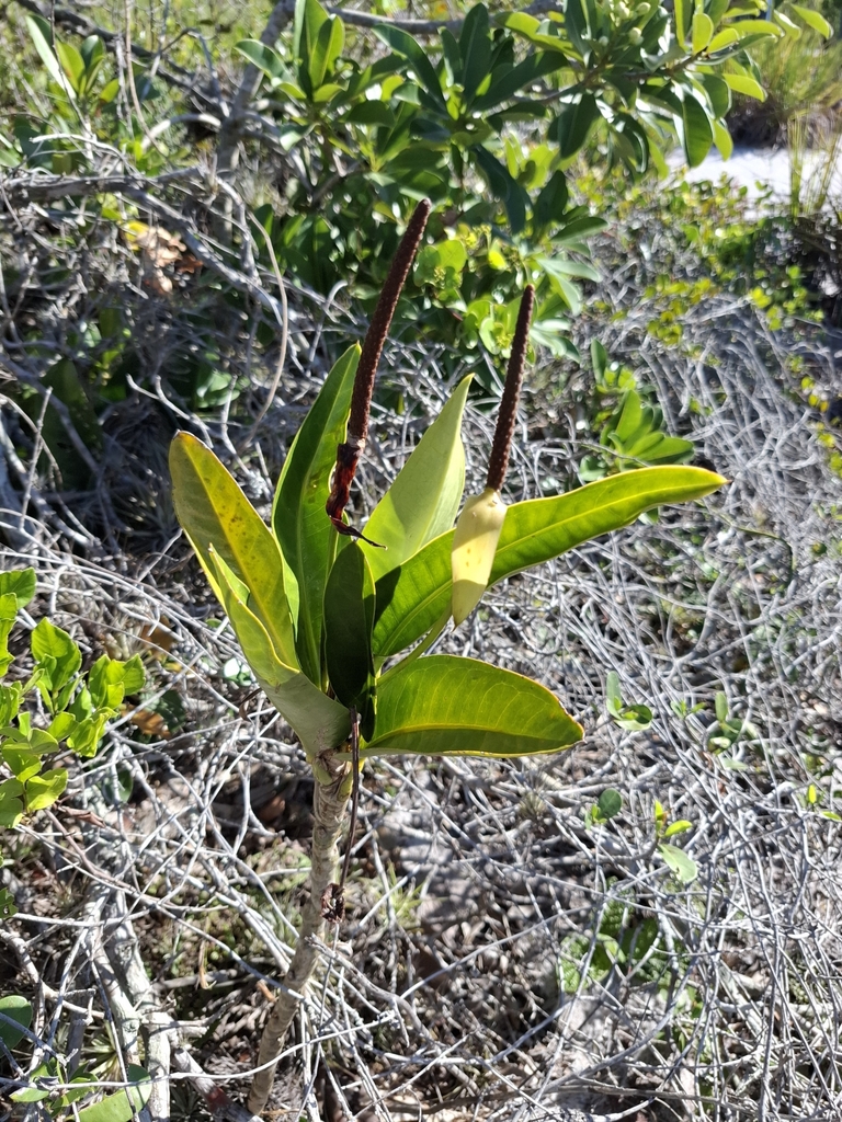 Anthurium parasiticum; photograph Fabricio Carvalho da Silva, CC BY, iNaturalist via GBIF