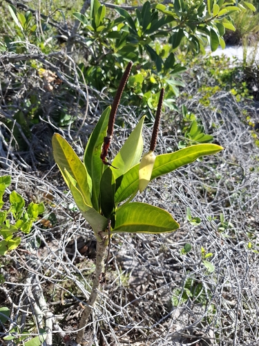 Anthurium parasiticum