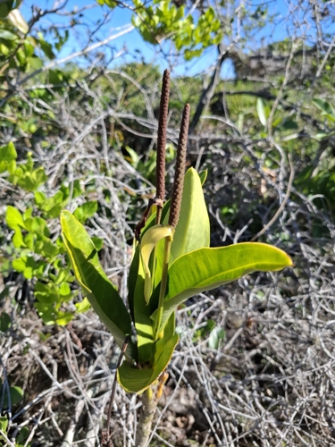 Anthurium parasiticum, photograph 1