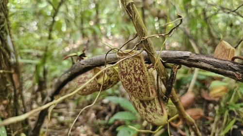 Image of Nepenthes ampullaria by no rights reserved