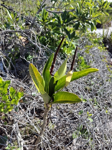 Anthurium parasiticum, photograph 2