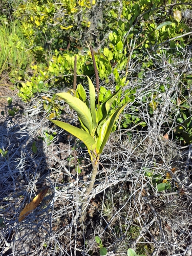 Anthurium parasiticum, photograph 3