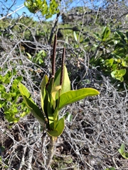 Fabricio Carvalho da Silva, CC BY, iNaturalist via GBIF Anthurium parasiticum, photograph Fabricio Carvalho da Silva, CC BY, iNaturalist via GBIF