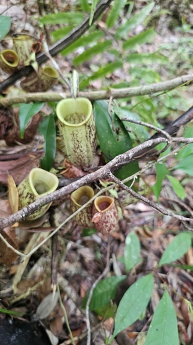 Image of Nepenthes ampullaria by no rights reserved
