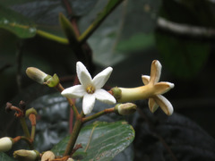 Ladenbergia macrocarpa