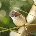 Indochinese Yuhina - Photo (c) Yu Ching Tam, some rights reserved (CC BY-NC-ND), uploaded by Yu Ching Tam