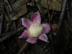 Eschweilera antioquensis