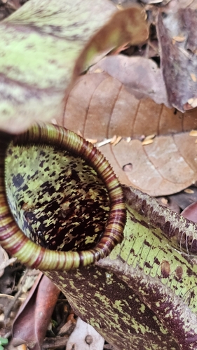 Image of Nepenthes rafflesiana by no rights reserved