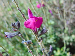Salvia macellaria