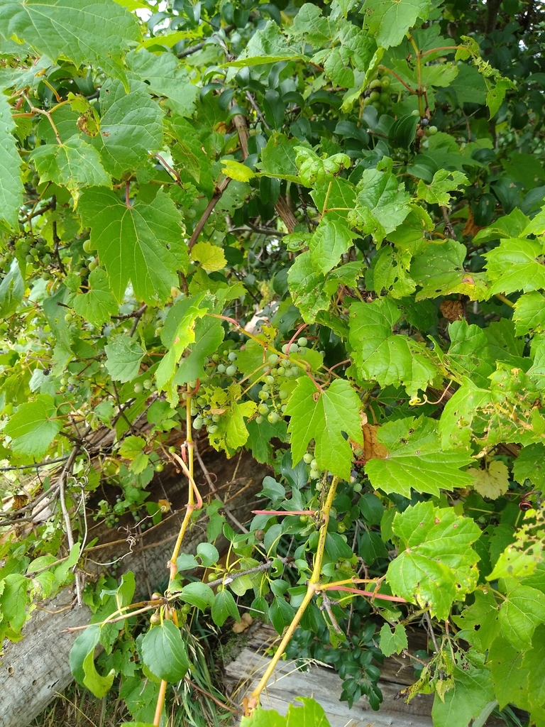 grapevines from West Coxsackie, NY 12192, USA on July 31, 2019 at 02:56 ...