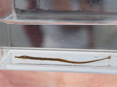 Seaweed Pipefish photo 2