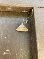 Phalaenophana pyramusalis