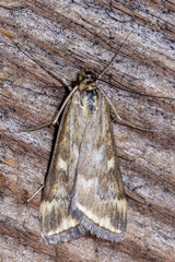 Loxostege munroealis