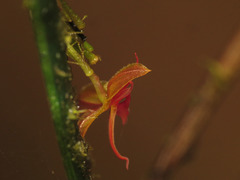 Lepanthes tetracola