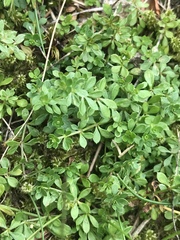 Galium saxatile