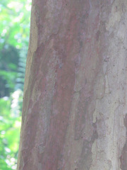 Cratoxylum cochinchinense