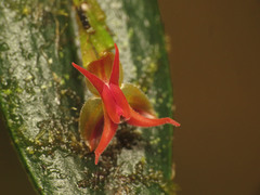 Lepanthes tetracola