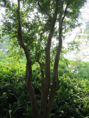 Cratoxylum cochinchinense