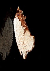 Glyphidoptera polymita