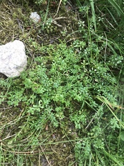 Galium saxatile