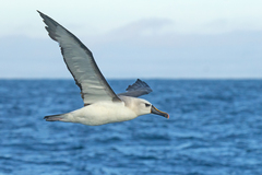 Atlantic Yellow-Nosed Albatross photo 1