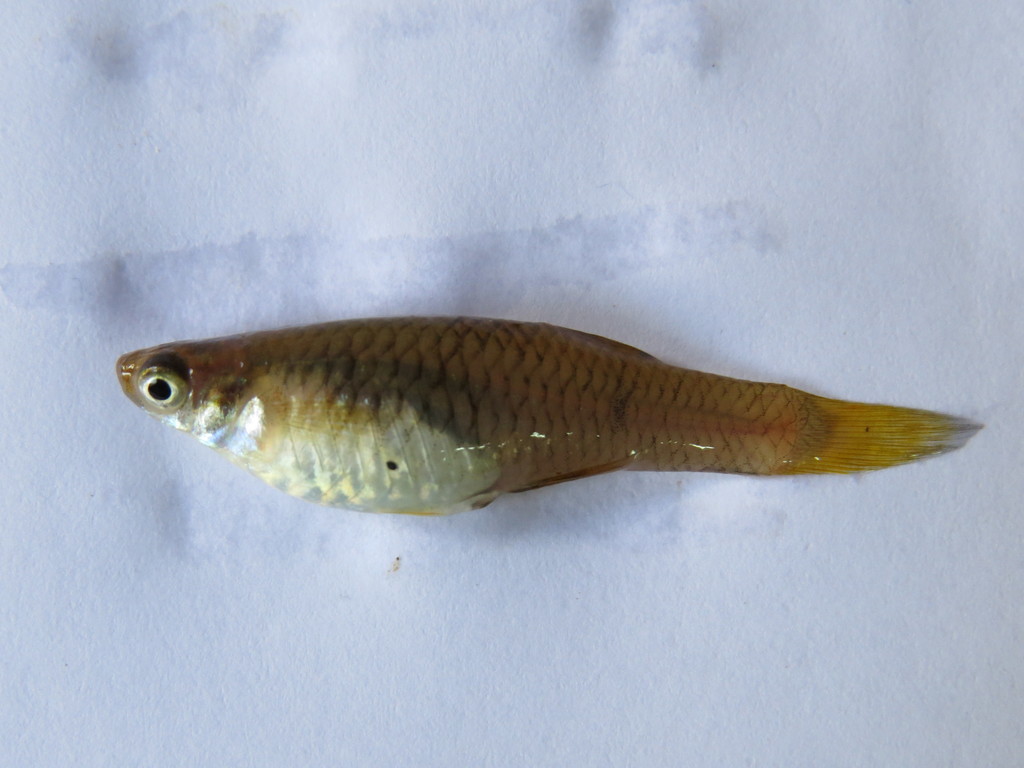 Roque Livebearer