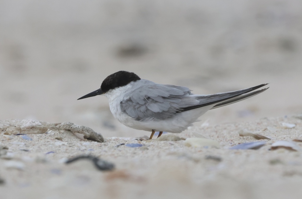 Damara Tern (Sternula balaenarum) photo