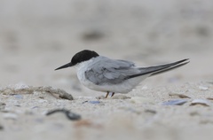 Damara Tern photo 1