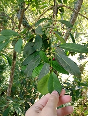 Mate-Strauch (Ilex paraguariensis): Herkunft und Verwendung — Foto 2