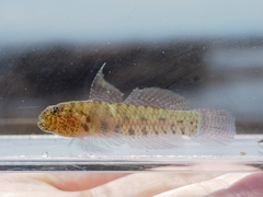 Sand-Table Dwarfgoby photo 3