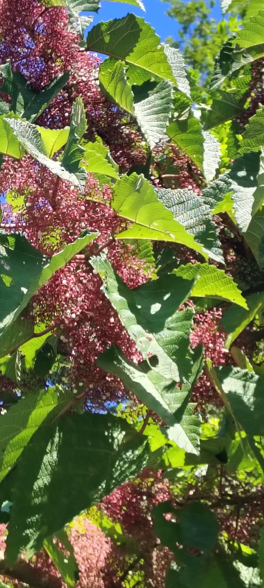 Urera baccifera