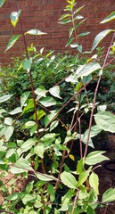 Philadelphus hirsutus