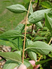 Philadelphus hirsutus