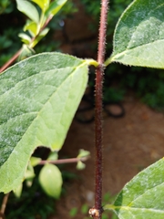 Philadelphus hirsutus