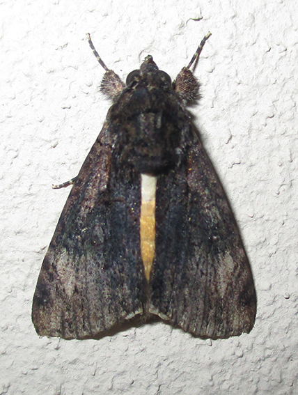 Ulotrichopus stertzi