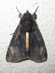 Ulotrichopus