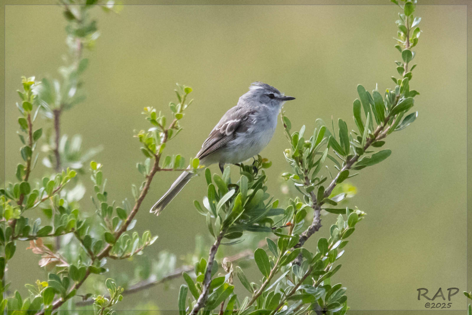 Straneck's Tyrannulet (Serpophaga griseicapilla), photo 5