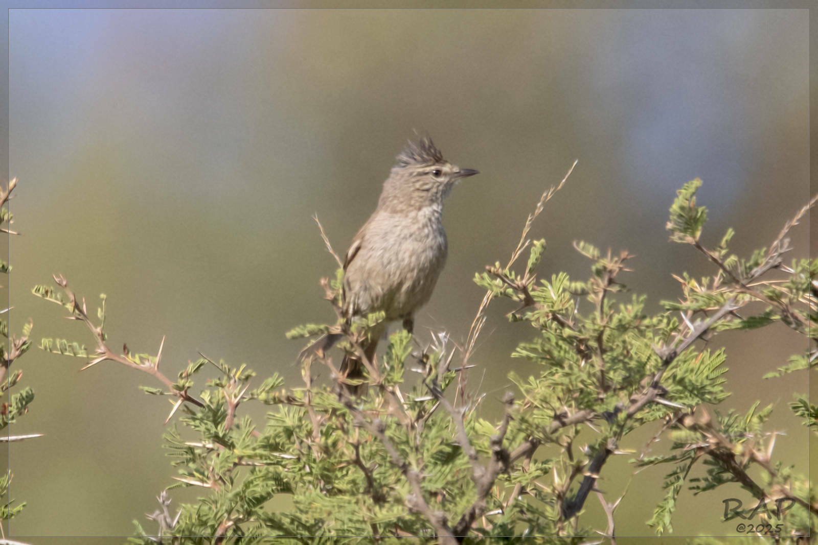 Tufted Tit-Spinetail (Leptasthenura platensis), photo 7