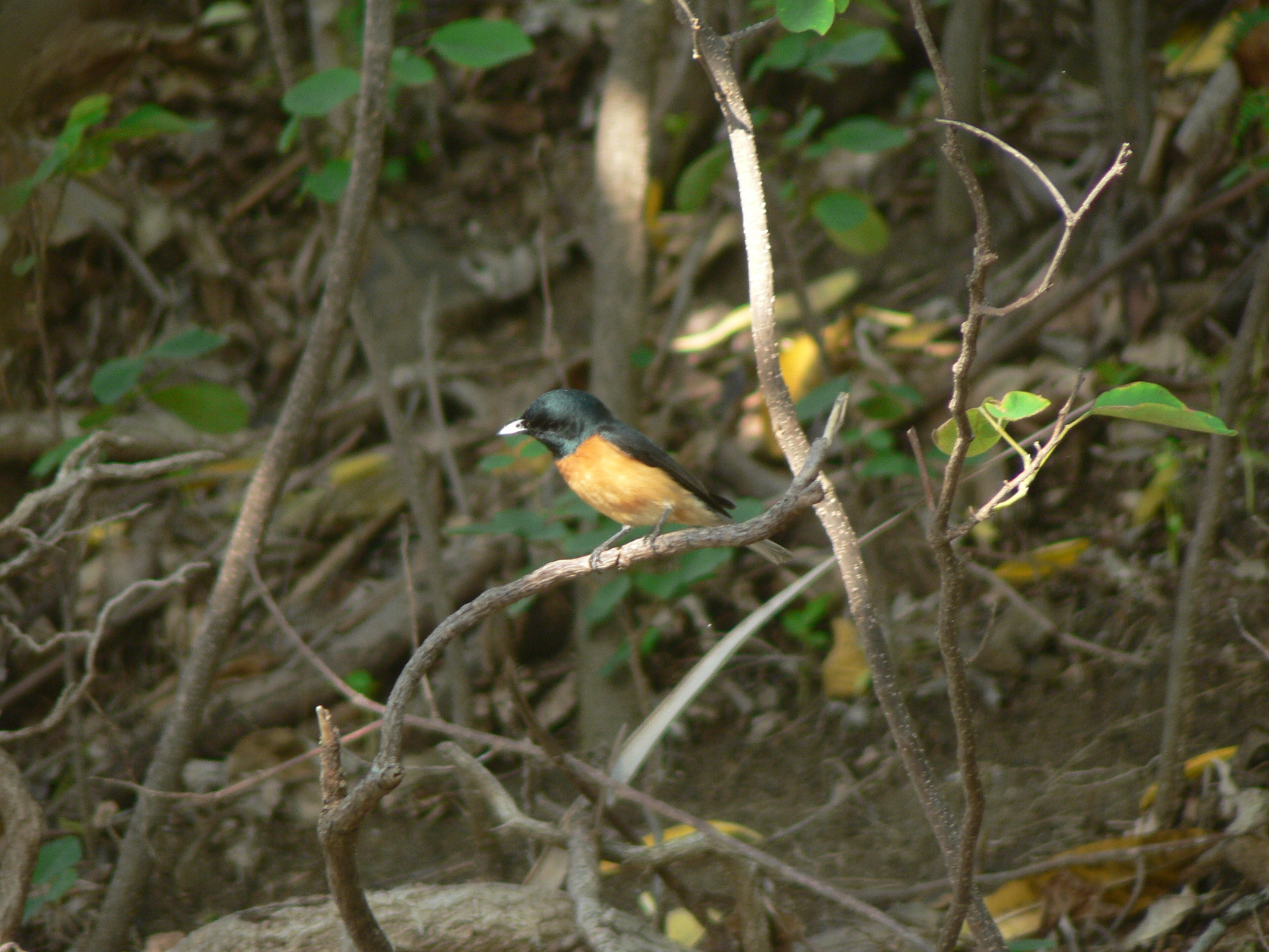 Vanikoro Flycatcher illustration