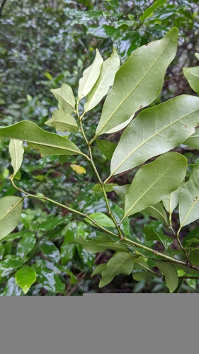 Magnolia compressa