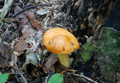 Lactarius croceus