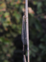 Macronemurus appendiculatus