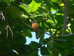 Myiagra vanikorensis